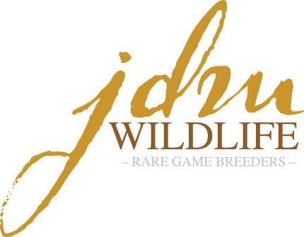 JDM Logo
