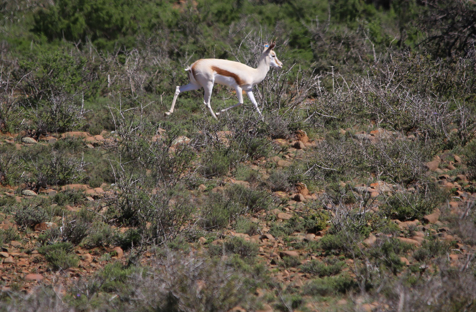 maroela_springbuck