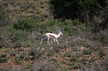 maroela buck