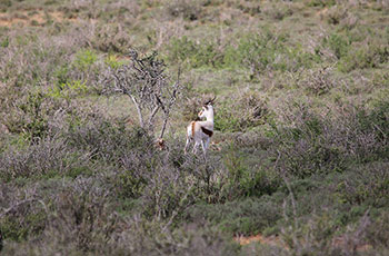 maroela buck