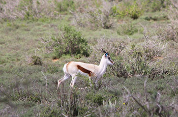 maroela buck