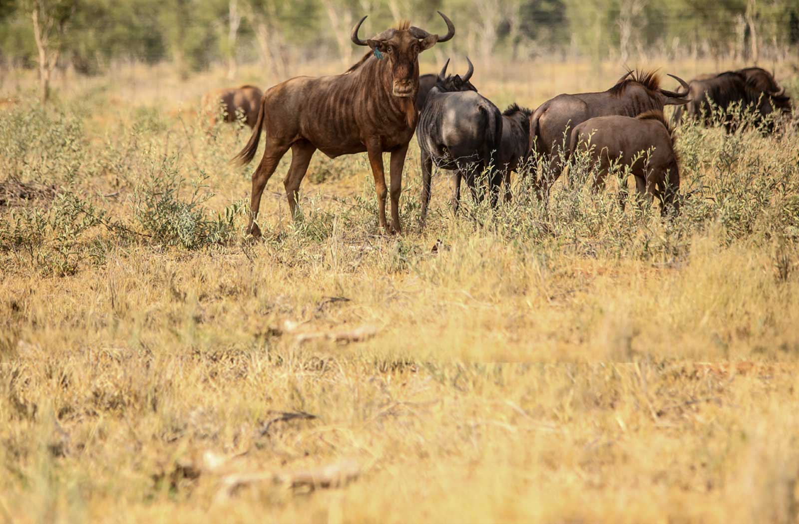 wildebeeste
